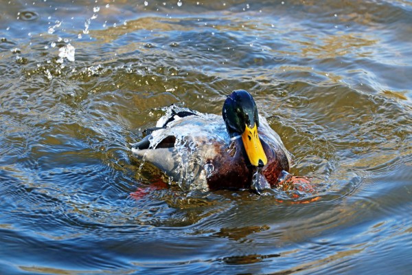 Water Off A Ducks Back by Deb Oppermann